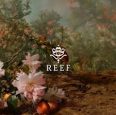 Reef coupon codes