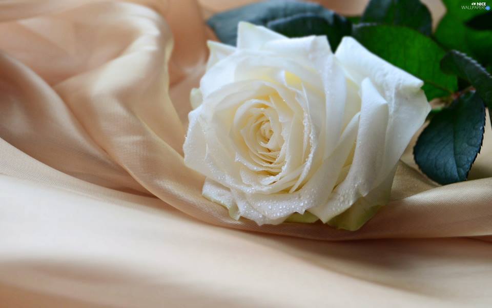 الورد الأبيض الجوري